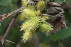 Xanthium indicum